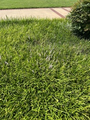 Liriope