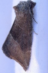 Plagiomimicus spumosum