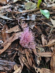 Ramariopsis pulchella