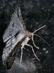 Hypolamprus melilialis