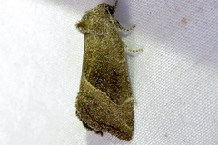 Plagiomimicus spumosum