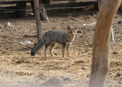Lycalopex griseus