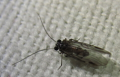 Teliapsocus conterminus