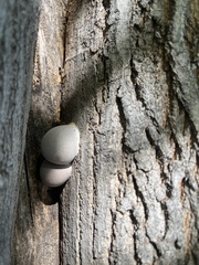 Reticularia