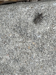 Naupactus leucoloma