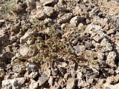 Euphorbia setiloba