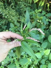 Persicaria extremiorientalis