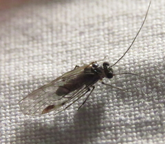 Teliapsocus conterminus