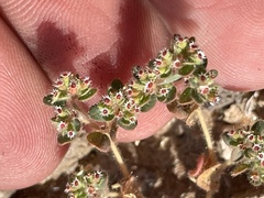 Euphorbia setiloba