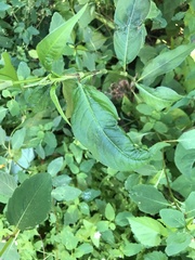 Persicaria extremiorientalis