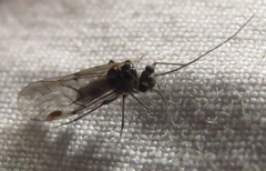 Teliapsocus conterminus