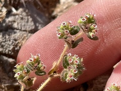 Euphorbia setiloba