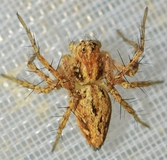 Oxyopes heterophthalmus