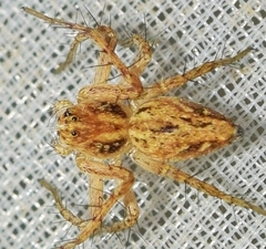Oxyopes heterophthalmus
