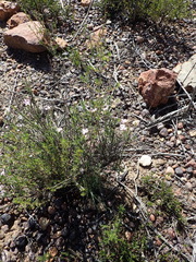 Jamesbrittenia aspalathoides