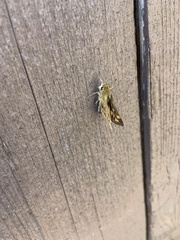 Ochlodes sylvanoides