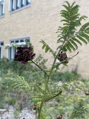 Desmanthus illinoensis
