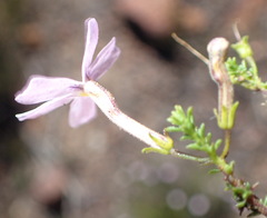Jamesbrittenia aspalathoides