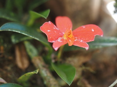 Cattleya coccinea