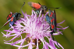 Zygaena
