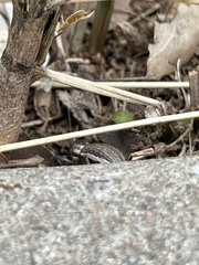 Naupactus leucoloma