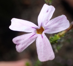 Jamesbrittenia aspalathoides