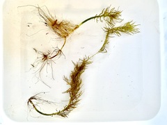 Hippuris vulgaris
