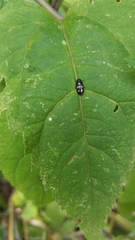 Glischrochilus quadrisignatus