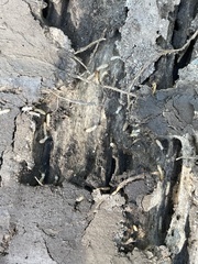 Reticulitermes flavipes