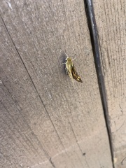 Ochlodes sylvanoides