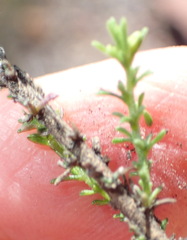 Jamesbrittenia aspalathoides