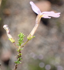 Jamesbrittenia aspalathoides