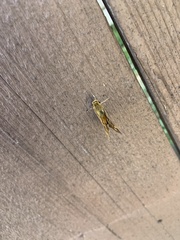 Ochlodes sylvanoides