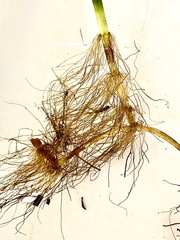 Hippuris vulgaris