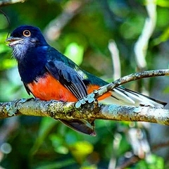 Trogon surrucura