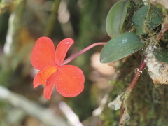 Cattleya coccinea