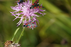 Zygaena