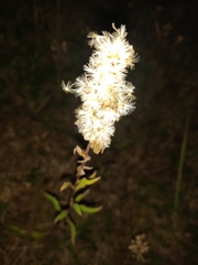 Solidago virgaurea