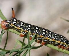 Hyles euphorbiae