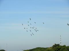 Aratinga nenday
