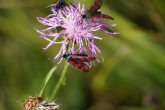 Zygaena