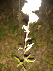 Solidago virgaurea