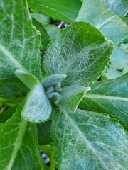 Senecio pseudoarnica