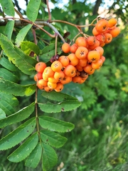 Sorbus aucuparia