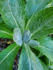 Senecio pseudoarnica