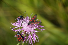 Zygaena