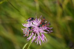 Zygaena