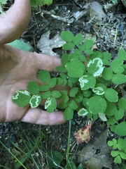 Phytomyza minuscula group