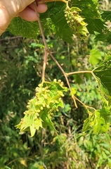 Daktulosphaira vitifoliae