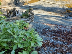 Senecio pseudoarnica